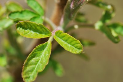 škumpa křížená (3)